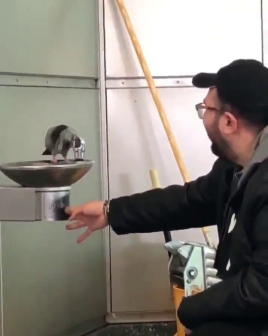 thenatsdorf:Man helps pigeon waiting for a drink of water. (note: fountain is sanitary/safe for humans) (via zetnev)