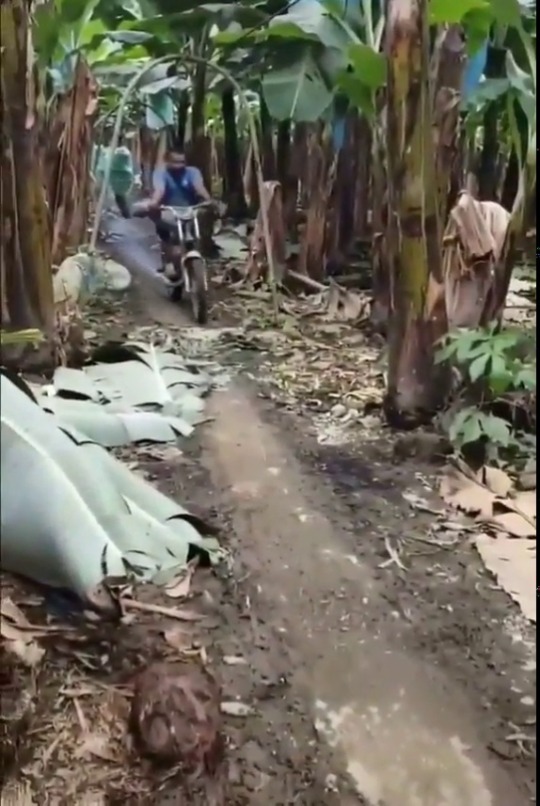   Plátano express.  