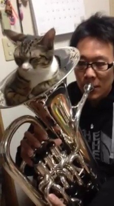 catsbeaversandducks: Cat mute for euphonium. Video/caption/photo by Kazuhiro Tsukimura 