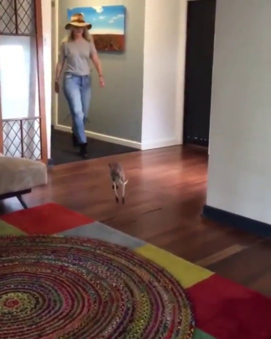 babyanimalgifs: Hopping around 😍  Video by @thekangaroosanctuary 