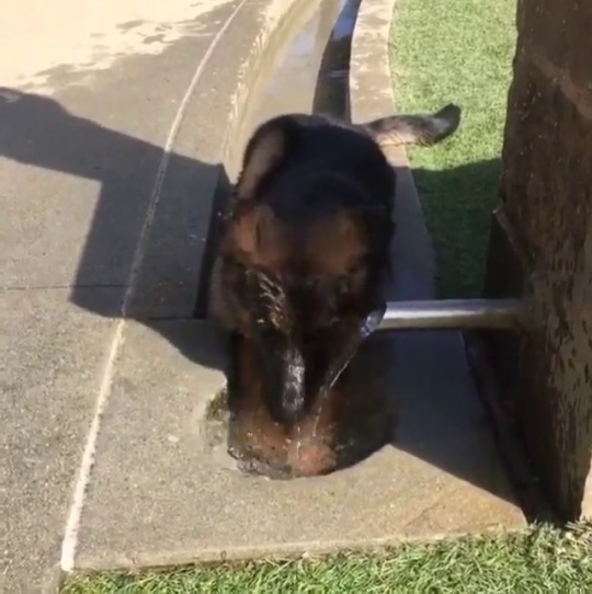 babyanimalgifs: Got to stay hydrated 🐶  Video by @mad.max.thegsd 