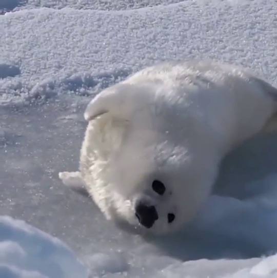 thenatsdorf: Baby harp seal tries to roll over and mopes when he can’t do it. (wait