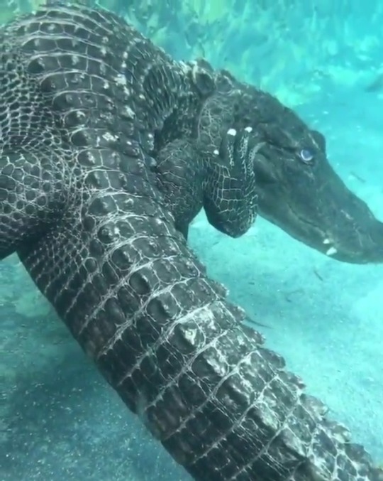 kaijutegu:itchy!