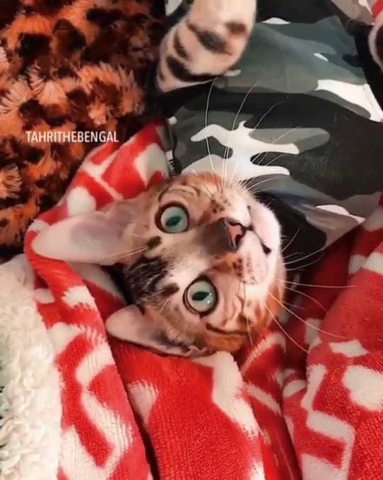catsofinstagram:  ‪From @tahrithebengal: “chirpin’ into the freakin weekend!!