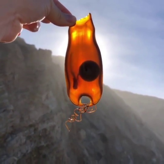 your-future-robot-overlord:  slyfox101honk:  sixpenceee:   “Shark egg case that