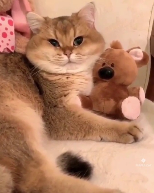 catsofinstagram:  From @maple.cat: “Please don’t take away my Pooky! 🥺🧸”