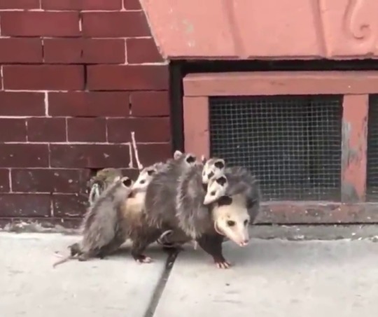 opossummypossum: Doesn’t matter if you are a human mom or an animal mom…sometimes carrying your kids is a bit of a struggle! This video was taken early Tuesday morning in East Boston. Thanks to Adam Wafi for sharing. 