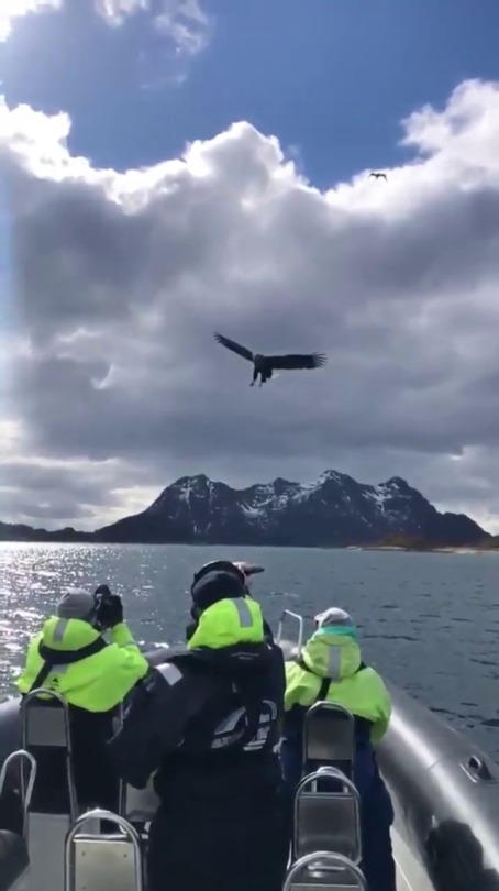 whileweareonthesubject:  sixpenceee:  Feeding an eagle a fish mid flight (source)  Lord of the sky