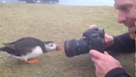 dykelliewilliams: willow-wanderings:  castle-engineer:  all-aboard-the-bane-train:   mmmmmistilllikepotatosalad:  OMFG.   Very curious doggo    Reminder that puffins are extremely social and like to fit in with their friends, so they will adopt mannerisms