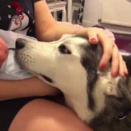 huellbabineauxdefensesquad:  i-am-your-northern-star:  everythingfox:   “She’s in love with the new tiny human“ (Source)   Ok but its absolutely amazing how dogs know “hey this is a tiny, I could hurt it if im not careful” and immediately act