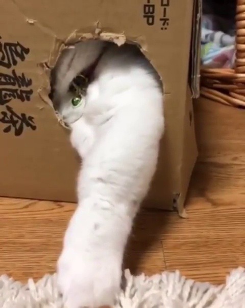 catsofinstagram:  ‪From @isaisa613: “ちーん💦てが とどかないでしゅ😿💦