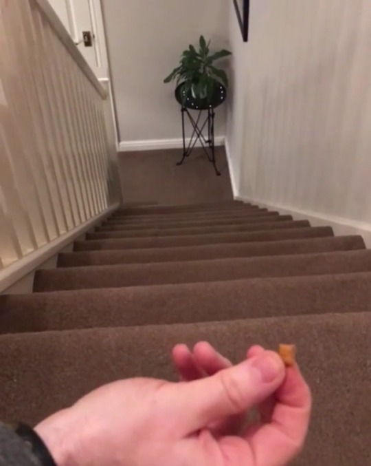 thenatsdorf:  Hearing the treat bag. (via thatcatbobbie)