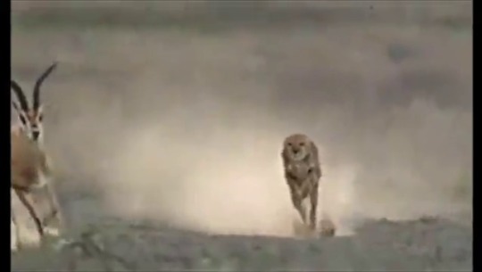 sixpenceee:  A video which shows how a Cheetah uses its tail to balance(Source)