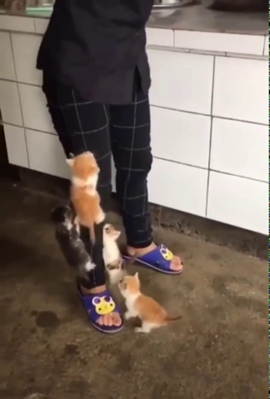 everythingfox:    “Breakfast time!”