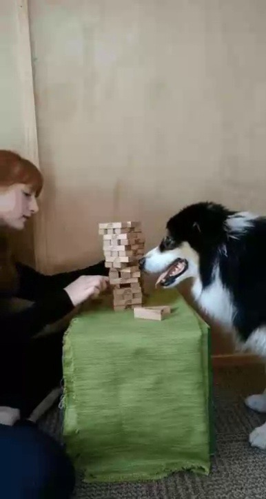 everythingfox:Another dog who knows how to play Jenga