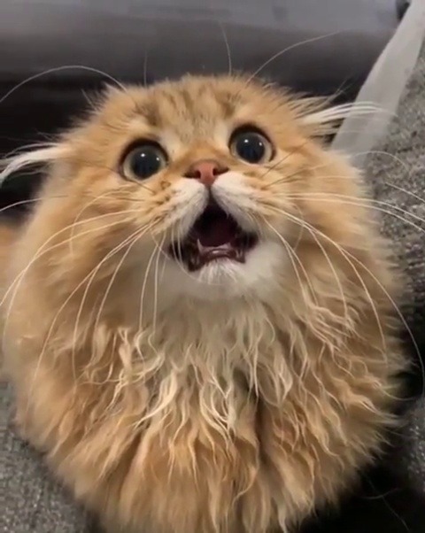 catsofinstagram:‪From @dustin_ferry_the_cat: “Lost my first baby tooth 🦷🎉🎊😻”