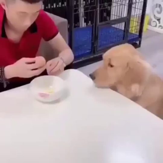 https://66.media.tumblr.com/tumblr_ptsglqo5Qt1u8lr2x_frame1.jpg