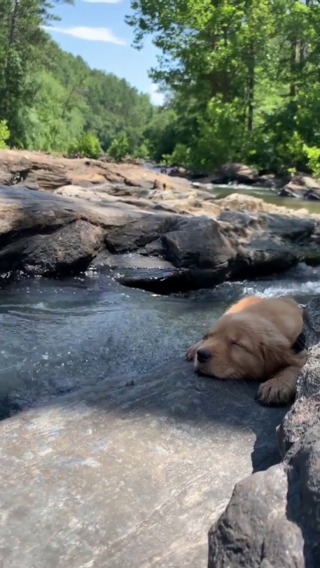hotvidsgirl:  everythingfox:  This little pup knows how to enjoy summer  Here for more!