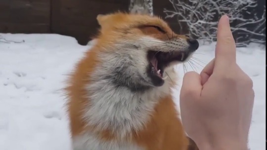 everythingfox:  Big boop (🔊)