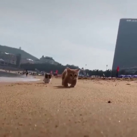 everythingfox:Beach kittens