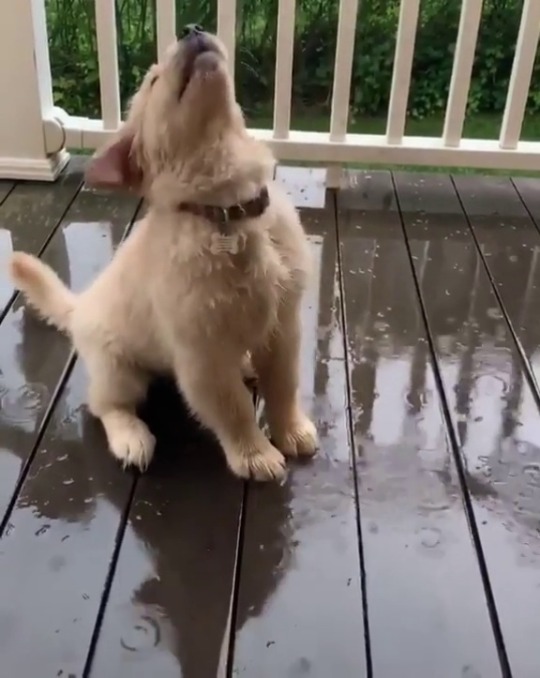 everythingfox:  Catching rain drops