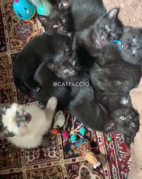 catsofinstagram:‪From @catpaccio: “Wait to see how they all watch their mother❤️❤️” #catsofinstagram ‬ [source: https://ift.tt/32x493P ]