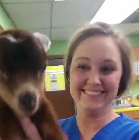 thesassygoats:  baby goat does a scream