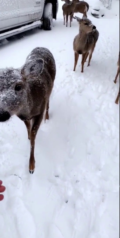 everythingfox:Snowy deer