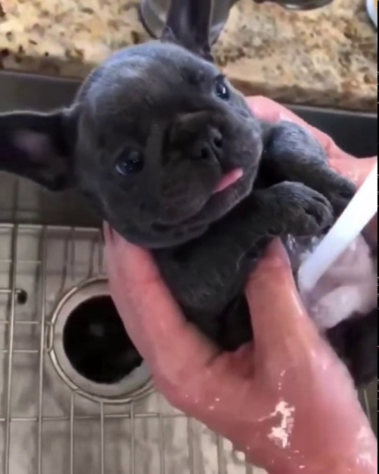 everythingfox:  Bath & Body Works   Awwww, look at the little frenchie 😍😍😍😍❤️ @katiiie-lynn 