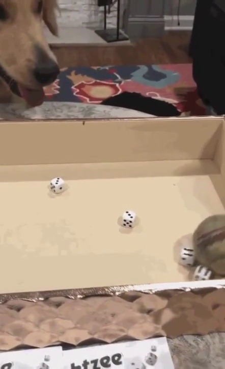 everythingfox:    yahtzee!!