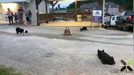 soulsearchingdaisy1: ampervadasz: Unmute !  Herding dogs are freaking amazing ! I luckily got to work with one and my horse to herd up some cattle that got out one day at a barn that I was stabled at years ago. Pretty neat. 