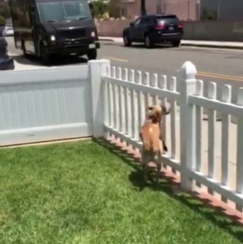 ups-dogs:  My pup Suki is 1 ½ years old rescue pup. Redondo Beach, CAShe knows the sound and recognises the UPS doggy treat delivery truck and her human buddy Brendan.