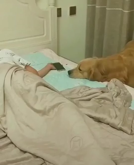 somecutething:Owner fell asleep with her phone in her hand and the lights on again. 