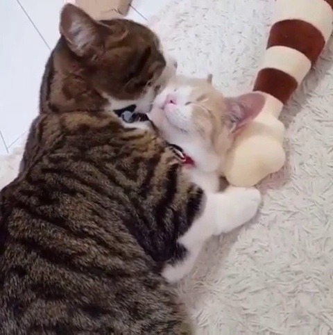 catsofinstagram:  ‪From @tomo_nan_nan: “とってもとってもとってもとってもとってもとっても大～スキよ❤” #catsofinstagram‬ [source: https://ift.tt/31VfbyO ]