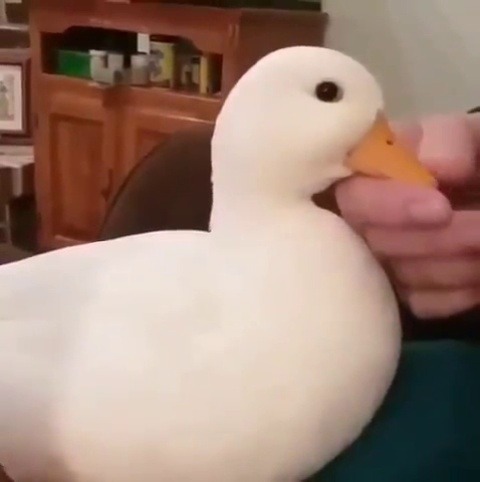 Porn photo everythingfox: Pet the ducky