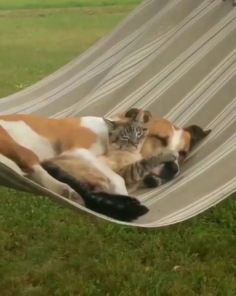 catsofinstagram:  ‪From @henrythecoloradodog: “How sweet it is to be loved by