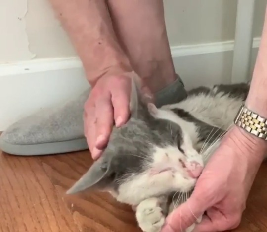 massejasse: thenatsdorf: Sweet cat rescued from the streets of Brooklyn, NY. (via