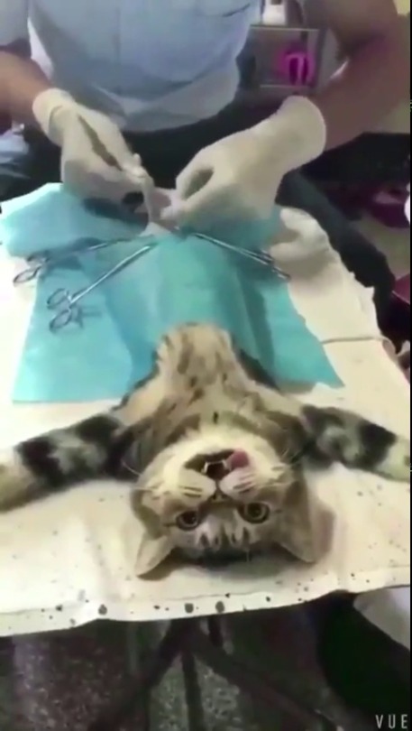 sofea-00:El gato experimenta traición humana.