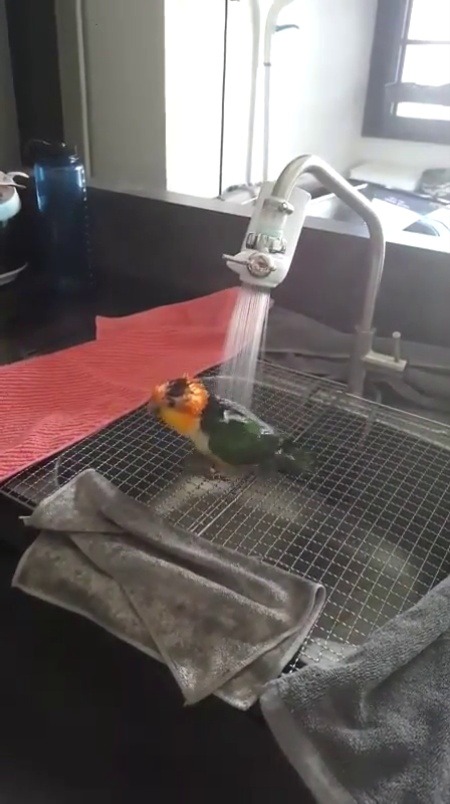 everythingfox:   Just a perfect bird bath