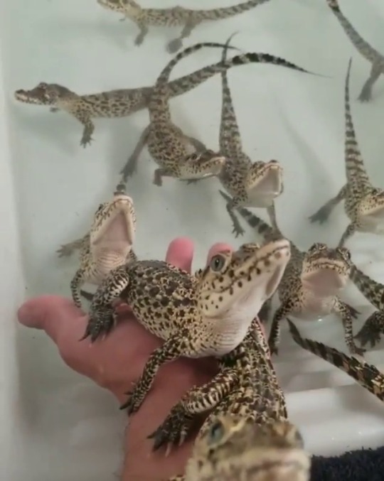 bunjywunjy: why-animals-do-the-thing:  actualaster:  kidzbopdeathgrips:  sydario:   springcottage: thedragonwoodconservancy on ig  laser gun gator boys   oh my god i didn’t realize this video had audio  Okay as adorable as this looks, I’m pretty sure