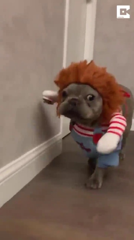 michaeldennis33:  sixpenceee:  Vanessa Cheng, of Hong Kong, thought it would be hilarious to dress her 11-month-old French bulldog, Romeo, in a “Chucky” doll costume. And the internet agreed. Via  I’m in love