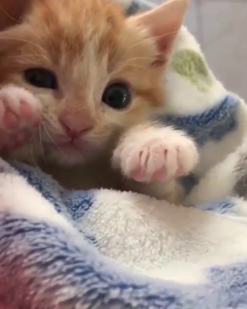 catsofinstagram:  ‪From @foster_furbabies: “Big Boy Baxter needs seconds.” #catsofinstagram ‬ [source: https://ift.tt/2m75r5r ]