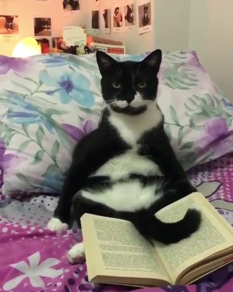 catsofinstagram:  From @zikrettinn: “Uyumadan önce mutlaka kitap okurum, böyle