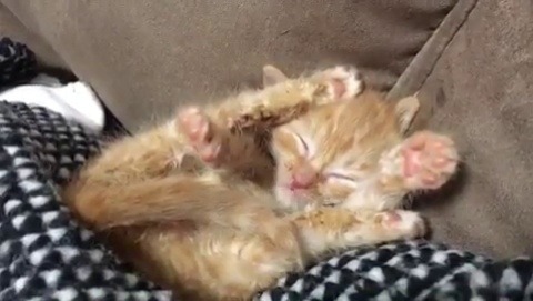 catsofinstagram:  From @winnie.therapydog: “Foster kitten Pumpkin being adorable! 🎃 #kittenyoga” #catsofinstagram [source: https://ift.tt/2oRP0uO ]  😍😍😍