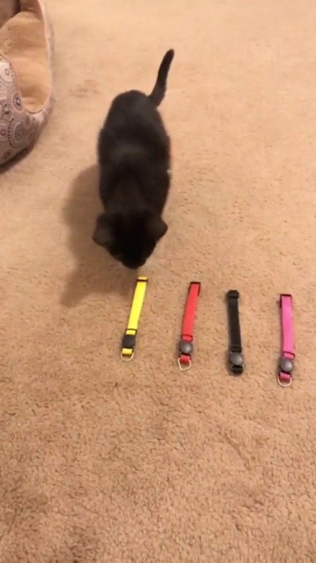 rootbeergoddess: catsbeaversandducks:  Foster kittens picking out their collars.  Video by Hailey Rae   They are all so beautiful! 