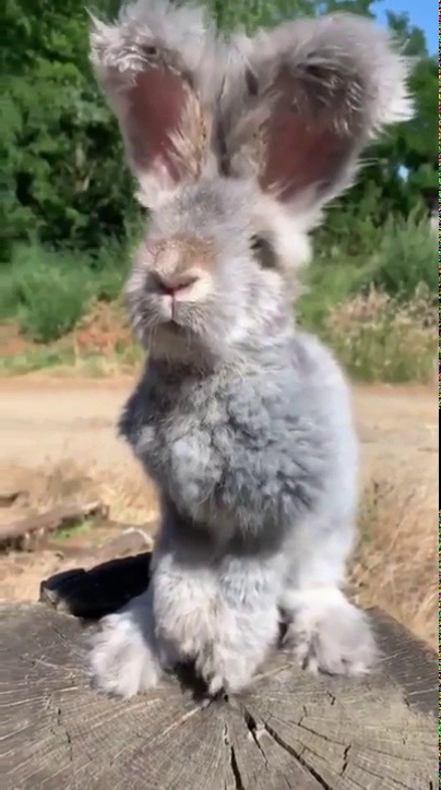 everythingfox:  When your plush toy comes to life