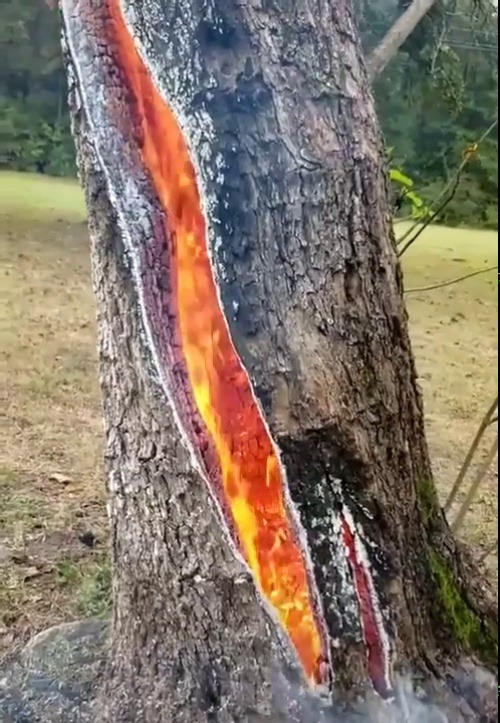 essence-of-nature:   A tree on fire after a lightning strike  