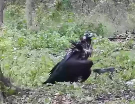 Any time someone tells me birds aren’t descended from dinosaurs, I show them this.