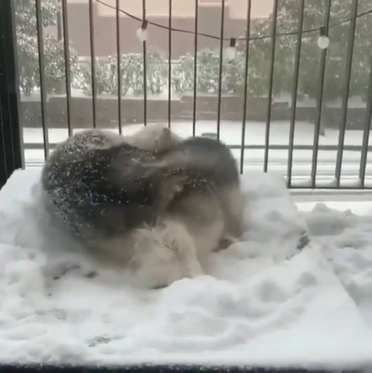 Sex everythingfox:  Dog loves snow pictures