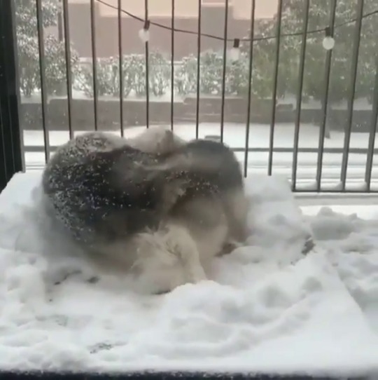 everythingfox:  Dog loves snow